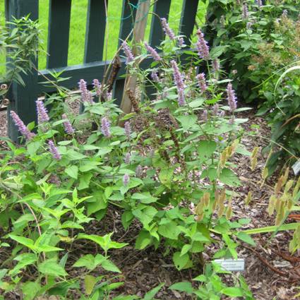 Anise Hyssop